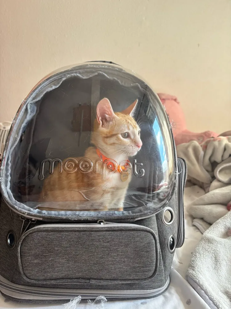 Bubble backpack photographed by a verified buyer