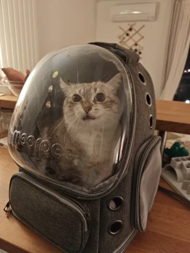 Bubble backpack photographed by a verified buyer